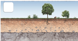 Imagem: Ilustração. Esquema em três partes:  Local com rochas cinzas em camada fina na parte inferior, com pequenas pedras na próxima camada com solo em marrom-claro e na ponta superior, solo em marrom-escuro. Sobre o solo, duas árvores de troncos finos e folhas verdes e pouca vegetação rasteira. No alto, céu em azul-claro.  Fim da imagem.