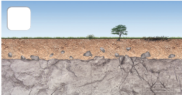 Imagem: Ilustração. Esquema em três partes: Local com rochas cinzas na parte inferior, maior, com camada menor em marrom-claro e com camada bem fina em marrom-escuro. Acima, uma pequena árvore de folhas verdes e com pouquíssima vegetação. No alto, céu em azul-claro.  Fim da imagem.