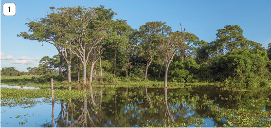 Imagem: Fotografia 1. Vista geral de local com água de cor verde com folhas verdes, por onde se reflete imagem de árvores com folhas de cor verde-escuro, com tronco fino e galhos para o alto, ramificados. Ao fundo, à esquerda e à direita, folhas verdes. No alto, céu em azul-claro, com poucas nuvens brancas na ponta da esquerda.  Fim da imagem.