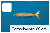 Imagem: Fotografia. Um peixe nadando no oceano azul de tamanho médio, para à esquerda com o dorso e cauda de cor amarela, com parte inferior em cinza-claro. Texto: Comprimento: 30 cm.  Fim da imagem.