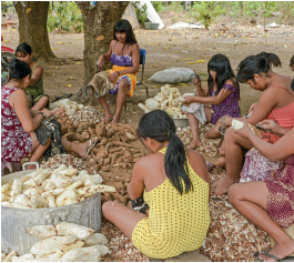 Imagem: Fotografia. Dezenas de mulheres sentadas de frente para mandiocas em solo marrom, em local aberto. À frente, uma mulher vista de costas, sentada, de pele morena, cabelos pretos lisos, vestida com roupa de cor amarela. À esquerda, uma panela grande cinza com mandiocas descascadas dentro de cor bege-clara. À direita, uma mulher vista parcialmente de vestido de cor rosa-escuro e partes em bege. Mais ao fundo, mulher de blusa de mangas finas em rosa-claro. Mais atrás, uma sentada sobre cadeira de blusa azul de alça fina e outras sentadas no chão de frente para mandiocas. Em segundo plano, vista parcial de árvores com troncos marrons.  Fim da imagem.