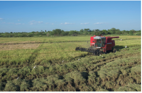 Imagem: Fotografia. Vista geral de local, com vegetação de cor verde e à direita, com trator de cor vermelha, com partes em preto. Em segundo plano, árvores com folhas em verde-escuro. No alto, céu em azul-claro.  Fim da imagem.