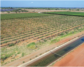 Imagem: Fotografia. À esquerda, plantação com plantas de cor verde, com solo de cor bege-claro e nas bordas, vegetação rasteira em verde. À direita, parte fina com água de cor verde e após, solo em bege. No alto, céu de cor azul-claro.  Fim da imagem.