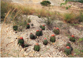 Imagem: Fotografia. Vista do alto de local com solo com pedras de cor bege-claro, com dezenas de cactos de cor verde cobertos por espinhos e esfera vermelha sobre eles. Em segundo plano, vegetação rasteira seca.  Fim da imagem.