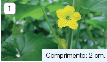 Imagem: Fotografia 1. Uma planta de caule fino, com flores de pétalas pequenas em verde-claro, em meio à outras plantas de flores maiores em verde-escuro. Texto: Comprimento: 2 cm. Fim da imagem.