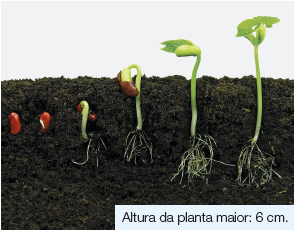 Imagem: Fotografia. Sobre solo em terra de cor marrom-escuro em fases diferentes:  Primeira fase: um feijão de cor vermelha arredondado na vertical;  Segunda fase: O grão um pouco aberto. Terceira fase: Sai do grão um pequeno caule e com ramificações da raiz abaixo. Quarta fase: um caule alto na vertical, com um grão na parte superior, folha pequena e na parte inferior, raízes ramificadas. Quinta fase: Um caule um pouco maior, com um pequeno grão na parte superior aberto e dele, pequenas folhas acima.  Fim da imagem.