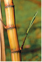 Imagem: Fotografia. Uma cana-de-açúcar vista em detalhe de cor amarela, com pequenas linhas na horizontal, e duas hastes finas, uma à esquerda e outro à direita, com folha verde. Em segundo plano, vegetação verde desfocada.  Fim da imagem.