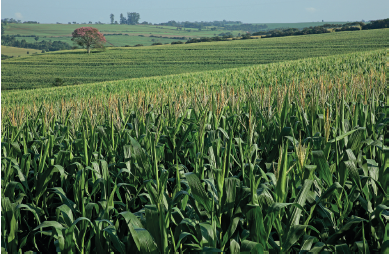 Imagem: Fotografia. Vista geral de local com vegetação de cor verde-escuro, folhas na vertical, e outras do lado. Em segundo plano, mais ao fundo, morros com vegetação e uma árvore de folhas de cor marrom. No alto, céu em azul-claro.  Fim da imagem.