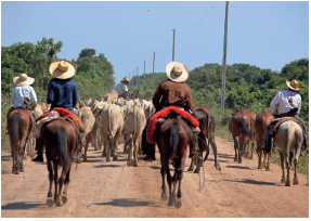 Imagem: Fotografia. Sobre solo de cor marrom-claro, quatro homens vistos de costas, cada um sobre um cavalo. Da esquerda para direita: um homem de chapéu bege, camisa em azul-claro, sobre um cavalo de cor marrom. Mais à direita, um homem de blusa azul-escuro com chapéu bege sobre um cavalo de cor marrom. À direita, um homem de chapéu bege, blusa marrom sobre cavalo da mesma cor. Mais na ponta, um homem de camisa branca, com chapéu bege, sobre cavalo bege. Ao fundo, bois de cor branca. No céu, azul-claro.  Fim da imagem.