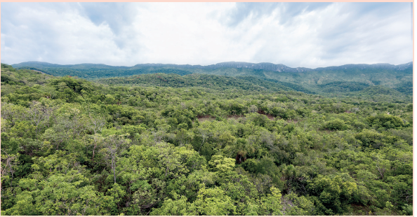 Imagem: Fotografia. Vista geral de local com centenas de árvores de folhas em verde e densa vegetação. Mais ao fundo, morros cobertos por vegetação.  Fim da imagem.