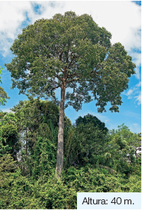 Imagem: Fotografia. Vista geral de árvores altas de tronco fino de cor cinza, com folhas de cor verde-escuro. Na parte inferior, vegetação densa. No alto, céu em azul-claro, com nuvens em branco. Texto: Altura: 40 m. Fim da imagem.