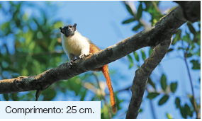 Imagem: Fotografia. Vista de baixo para cima de galhos de cor cinza, com um sauim, macaco de tamanho médio, cabeça em preto, com pelos de cor branca até a metade do corpo e outra metade em marrom, com cauda longa. Ao fundo, folhas de cor verde. Texto: Comprimento: 25 cm. Fim da imagem.