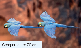 Imagem: Fotografia. Duas araras em azul-claro sobrevoando para à esquerda. Elas têm o bico de cor preta, com contorno dos olhos em amarelo. O fundo é de cor marrom, desfocado. Texto: Comprimento: 70 cm. Fim da imagem.