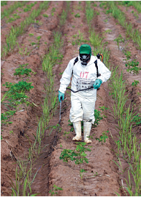 Imagem: Fotografia. Vista do alto de local com solo marrom, com plantas de cor verde. Ao centro, homem de roupa branca com mangas compridas, calça e botas da mesma cor, com luvas azuis e máscara cobrindo todo o rosto, segurando na mão esquerda um pequeno cano fino cinza.  Fim da imagem.