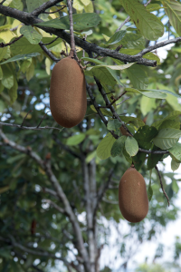 Imagem: Fotografia. Dois frutos de cupuaçu em marrom arredondada, pendurada na vertical, em galho fino com folhas verdes.  Fim da imagem.