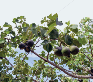 Imagem: Fotografia. Vista de baixo para cima de galho com ramificações finas, com folhas de cor verde, com frutos redondos pequenos de cor verde. No alto, céu ema azul-claro. Fim da imagem.