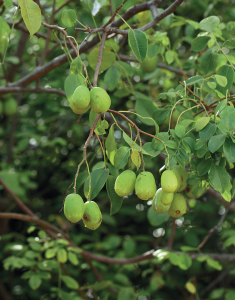 Imagem: Fotografia. Vista de baixo para cima de lugar com folhas pequenas verdes e frutos pequenos de cor verde-claro. Fim da imagem.