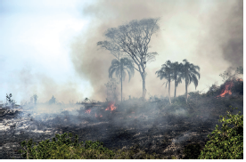 Imagem: Fotografia. Vista geral de local com pouca vegetação verde à frente. Ao fundo, vegetação de cor preta, grande quantidade de fumaça cinza, partes com chama laranja, árvores de tronco fino e folhas na parte superior. No alto, céu em azul-claro. Fim da imagem.