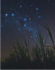 Imagem: Fotografia. Vista de baixo para cima de local com vegetação rasteira, céu em azul-escuro e pequenas estrelas de cor azul-claro em céu noturno, em azul-escuro. Fim da imagem.
