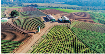 Imagem: Fotografia. Vista do alto de local com muitas plantações onde vê-se partes com folhas verdes demarcadas com linhas finas e outras partes com linhas finas em solo marrom. À esquerda, caminho de solo. No caminho, galpões grandes com telhado de cor cinza. Em segundo plano, local com vegetação e partes com árvores de folhas em verde-escuro.  Fim da imagem.