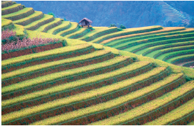 Imagem: Fotografia. Vista geral de local com morro composto por degraus diferentes de cor verde-claro. Na parte superior, à esquerda, plantas de cor roxa e em segundo plano, outro morro com degraus diferentes, casa pequena de cor branca e telhado triangular em marrom. Mais a fundo, local com vegetação.  Fim da imagem.