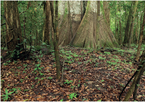 Imagem: Fotografia. Vista de local com solo de cor marrom, com folhas em marrom-escuro, marrom-claro e outras em verde. Ao redor, árvores de tronco fino marrom na vertical e folhas verdes em vegetação.  Fim da imagem.