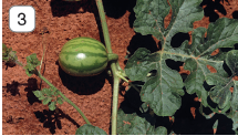 Imagem: Fotografia 3. Sobre o solo de cor marrom, caule grosso onde há uma melancia de tamanho médio de cor verde-claro com listras em verde-escuro. À direita, outras folhas em verde-escuro.  Fim da imagem.