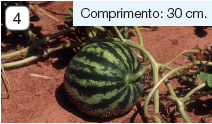 Imagem: Fotografia 4. Ainda sobre o solo marrom, outros caules mais grossos de cor verde-claro e uma melancia grande com listras em verde-claro e verde-escuro. Texto: Comprimento: 30 cm. Fim da imagem.