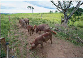 Imagem: Fotografia. Sobre local com solo de cor marrom-claro e partes com vegetação verde, há porcos de cor marrom-claro com manchas em marrom-escuro. Eles estão em uma área delimitada por cercado de arame e madeira. À esquerda e à direita, vegetação rasteira em verde, com poucas árvores à direita. No alto, céu azul com muitas nuvens brancas.  Fim da imagem.