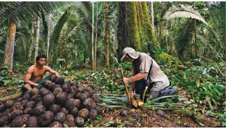 Imagem: Fotografia. No meio de uma floresta com vegetação de cor verde e solo marrom. À esquerda, um homem de pele morena, cabelos pretos, sem camiseta, sentado de frente para centenas de fruto de cor marrom, arredondado. À direita, um homem agachado, de boné em cinza, camiseta da mesma cor, calça em cinza-escuro, com haste na vertical de tronco marrom, perto de folhas verdes. Em segundo plano, árvores grandes com folhas de cor verde-escuro.  Fim da imagem.