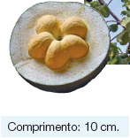 Imagem: Fotografia. Fruto redondo com casca escura, dentro parte em branco com cinco gomos amarelos. Texto: Comprimento: 10 cm.  Fim da imagem.