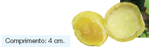 Imagem: Fotografia. À esquerda, fruto cortado ao centro, de cor verde-claro, de tamanho pequeno. Fim da imagem.