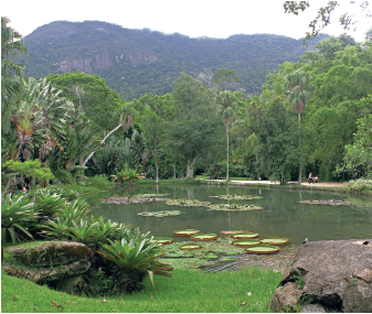 Imagem: Fotografia. Vista geral de local com vegetação rasteira, um rio de água escura ao centro, com vegetação e vitórias-régias na superfície do rio. Ao fundo, local com densa vegetação, árvores de troncos finos e folhas em verde-escuro. Mais ao fundo, morro alto com vegetação escura. No alto, céu de cor branca.  Fim da imagem.