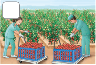 Imagem: Ilustração. De frente para local com plantações de folhas verdes e tomates em vermelho, duas pessoas fazendo a colheita. À esquerda, uma mulher de pele clara, cabelos castanhos penteados para trás, com camiseta e calça em verde, par de luvas e sapatos em branco. Ela segura na mão esquerda com tomate e a mão direita sobre carrinho com uma caixa azul com dezenas de tomates vermelhos. À direita, um homem de pele clara, cabelos castanhos, com boné, camiseta e calça em verde, par de luvas e sapatos em branco, com as mãos sobre tomates em meio às folhas verdes. À frente dele, uma caixa azul com dezenas de tomates. No alto, céu em azul-claro.  Fim da imagem.