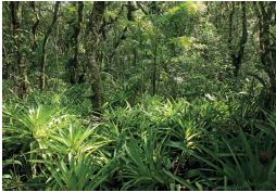 Imagem: Fotografia. Vista geral de mata densa com vegetação rasteira alta, com folhas verdes, finas e longas. No alto, árvore de troncos finos marrons com folhas verdes. Na mata, entra luz solar branca.  Fim da imagem.