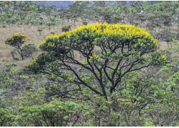 Imagem: Fotografia. Vista gela de local com vista do alto de árvores de folhas verdes, galhos finos ramificados. Ao centro, árvore com tronco e galhos de cor marrom, com pequenas folhas verdes e parte superior em amarelo.  Fim da imagem.