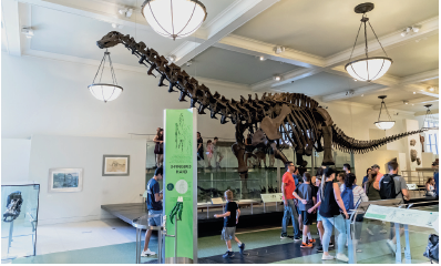 Imagem: Fotografia. Dentro de um local com paredes brancas, ao centro, uma grande montagem de um dinossauro de cor marrom, onde vê-se o esqueleto do corpo e causa. Perto dele, pessoas e crianças de costas perto do dinossauro. No alto, teto com luminárias redondas em branco em hastes em marrom. Fim da imagem.