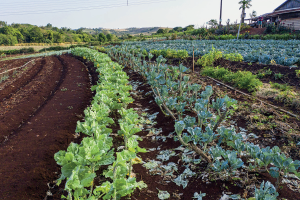 Imagem: Fotografia 1. Vista geral de local com solo em marrom-escuro à esquerda e à direita, vegetação com folhas pequenas em verde-claro e em outra parte, em verde-mais escuro. As plantações estão dispostas na vertical. Fim da imagem.