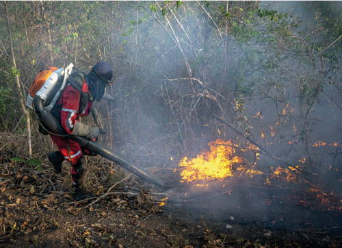 Imagem: Fotografia. Vista geral de local com muitos galhos secos de árvores de cor bege, com folhas pequenas de cor verde. À esquerda, sobre solo marrom com galhos e folhas secas, um homem com uniforme, vermelho, pano preto cobrindo o rosto, com tubo de cor cinza e laranja nas costas e saindo dele, um tubo preto de frente para local com fogo em tons de amarelo e laranja.  Fim da imagem.