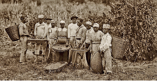 Imagem: Fotografia em tons de sépia. Dezenas de pessoas em pé, uma ao lado da outra: um homem negro de roupa clara com cesto redondo nas costas. À direita, outros homens negros, de roupa claras e mulheres de blusa de mangas compridas e saia longa, muitos deles tem gorro sobre a cabeça, com peneira redonda. Mais ao fundo, local com vegetação densa.  Fim da imagem.