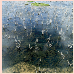 Imagem: Fotografia. Vista do alto de lago de cor esverdeado e com vegetação em verde-escuro dentro. Sobressaindo na superfície, alguns galhos ramificados.  Fim da imagem.