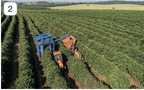 Imagem: Fotografia 2. Vista do alto de plantação de folhas verdes, com separações finas. Entre uma parte e outra, trator de cor amarela com hastes de cor azul, tirando grão e colocando em outro trator laranja, mais atrás. Em segundo plano, vegetação.  Fim da imagem.