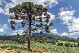 Imagem: Fotografia. Vista geral de local com solo bege, vegetação, uma árvore de tronco marrom, com galhos finos na horizontal, com folhas verdes curtas. Mais ao fundo, morro verde. No alto, céu azul com nuvens brancas.  Fim da imagem.