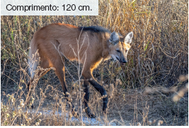 Imagem: Fotografia. Lobo de pelos de cor marrom-claro, patas pretas, orelhas pequenas e focinho fino em vegetação rasteira seca em bege. Texto: Comprimento: 120 cm.  Fim da imagem.