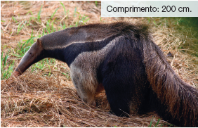 Imagem: Fotografia. Um tamanduá sobre local com vegetação seca. Ele tem o corpo baixo e comprido em marrom e partes em preto, com focinho fino de formato tubular, sobre vegetação rasteira seca. Ele tem olhos pretos e orelhas pequenas.  Fim da imagem.