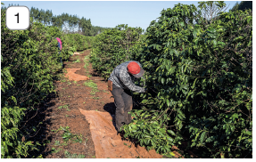 Imagem: Fotografia 1. Ao centro, solo de cor marrom, à esquerda e à direita, vegetação densa com folhas de cor verde. Na direita, homem de frente para folhas verdes, com boné de cor vermelha, com blusa de mangas compridas quadriculadas em branco e cinza e calça cinza. No alto, céu em azul-claro.  Fim da imagem.