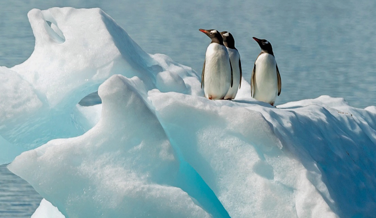 Imagem: Fotografia. Três pinguins estão em pé, sobre um bloco de gelo. Em volta há mais blocos de gelo e ao fundo, o mar. Fim da imagem.