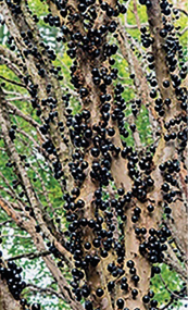 Imagem: Fotografia. Destaque para um galho de árvore cheio de frutos redondos e pretos. Fim da imagem.