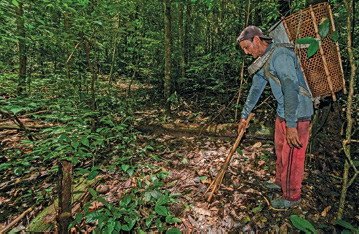 Imagem: Fotografia. Um homem está com um cesto pendurado nas costas e segurando uma vara sobre o chão. Ao fundo, várias árvores. Fim da imagem.