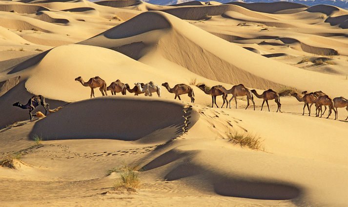 Imagem: Fotografia. Uma fileira de camelos andando em uma duna de areia. Ao fundo, mais dunas. Fim da imagem.